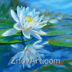 The water lilies