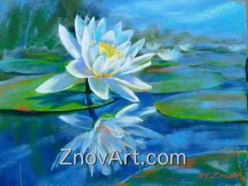 The water lilies