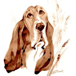 Basset hound "Stepan"