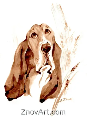 Basset hound "Stepan"