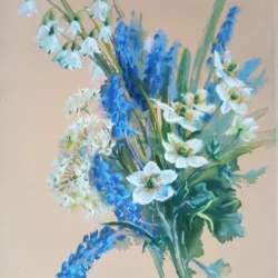 Primroses