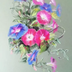 Morning glory