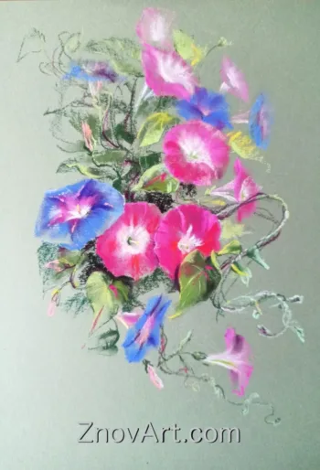 Morning glory