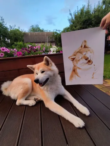 Akita Inu smile - Image 2