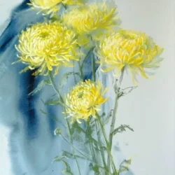 Yellow chrysanthemums