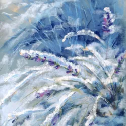 Snow-covered lavender. The first snow