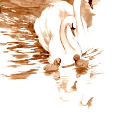 A Swan’s Family