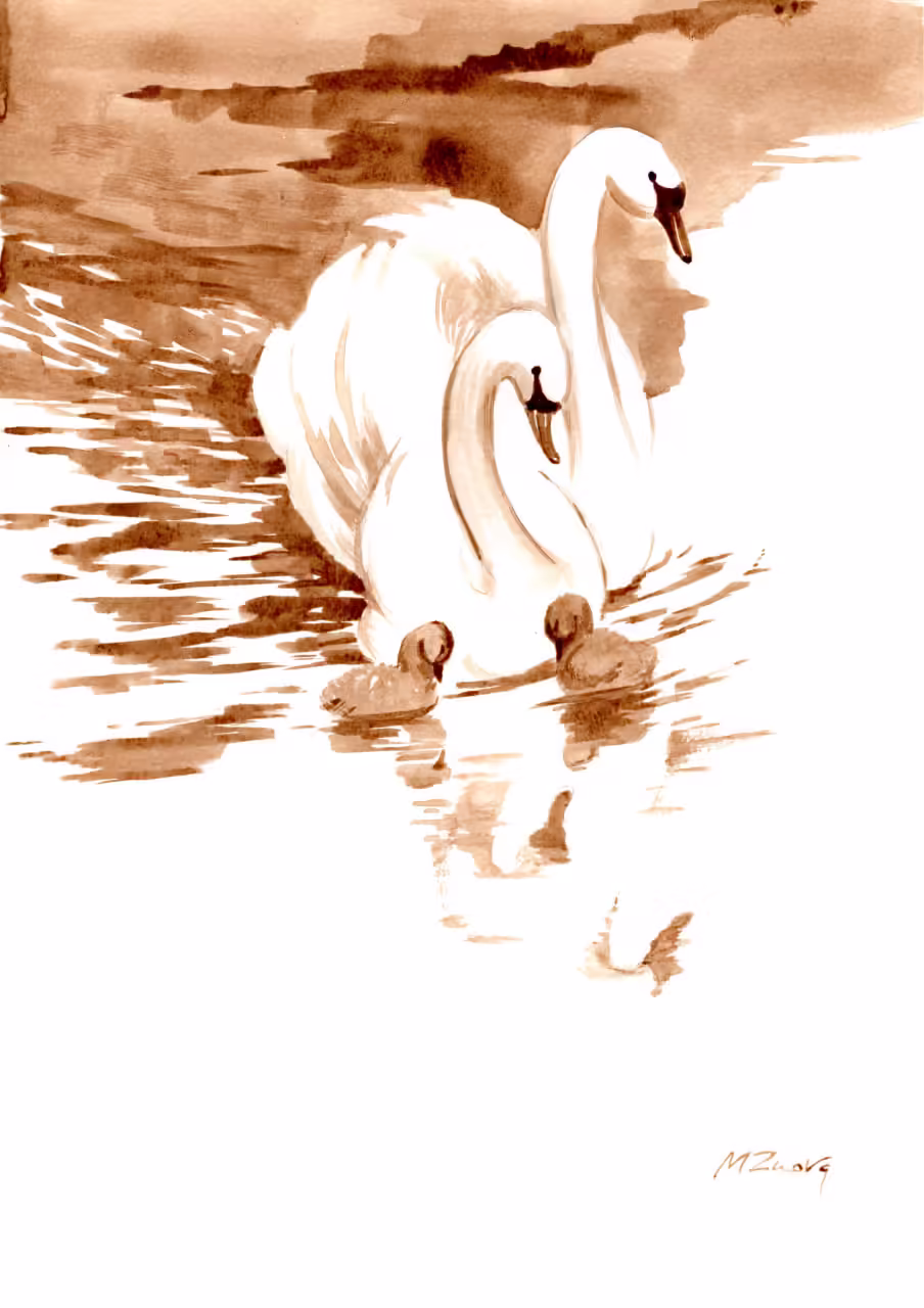 A Swan’s Family