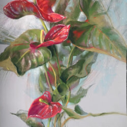 Anthurium