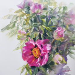 Peonies