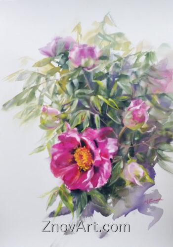 Peonies
